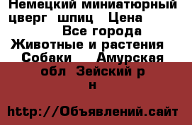 Немецкий миниатюрный(цверг) шпиц › Цена ­ 50 000 - Все города Животные и растения » Собаки   . Амурская обл.,Зейский р-н